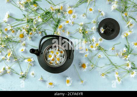 Da sopra rustico pentola di camomilla tè servito con fresco fiori su sfondo blu Foto Stock