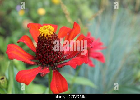 fiore rosso brillante di major, con un breve rosso triangolare petali bokeh su sfondo verde con spazio di copia Foto Stock