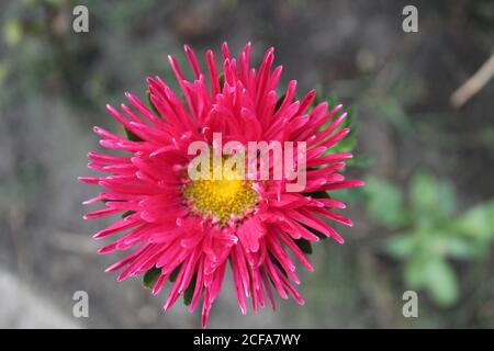 fiore rosa brillante su uno sfondo sfocato vista dall'alto Foto Stock