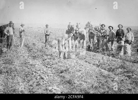 La raccolta in campo di patate, Colorado Foto Stock