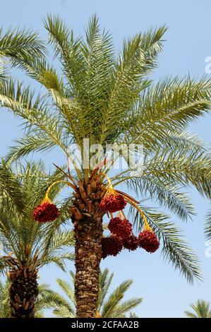 Albero delle date - frutti maturi dell'albero della data appendere sopra albero Foto Stock