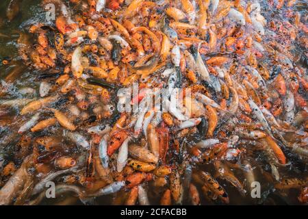 Un mucchio di pesci in acqua che si nutra con fame Foto Stock