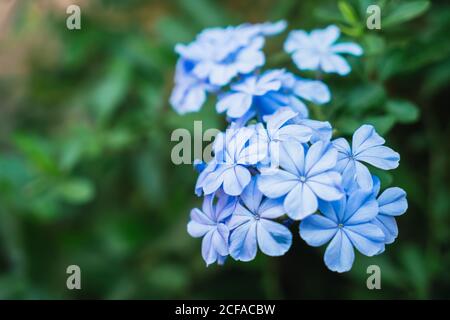 Teneri fiori blu in primo piano Foto Stock