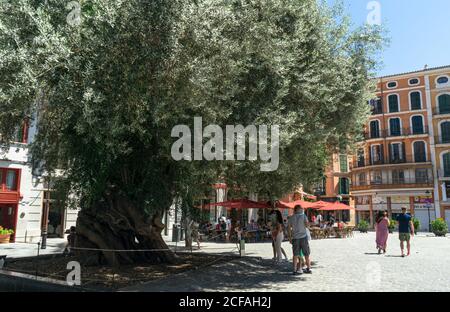 MALLORCA, GERMANIA - 17 luglio 2020: Palma, Mallorca, Spagna - 17 LUGLIO 2020. Bel vecchio albero sotto protezione monumento nel centro della città. Foto Stock