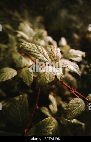 Letale bacche nere tossiche per la notte e mora verde immature su rami tra foglie verdi gialle e marroni nella foresta autunnale Foto Stock