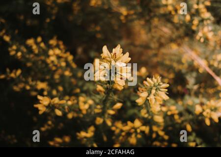 Bella fioritura fresco medicinale melilotus fiori con petali gialli tra foglie verdi offuscate sui gambi nella foresta di autunno densa in giorno di sole Foto Stock