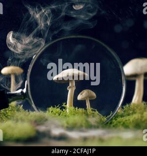 Mistico primo piano attraverso la lente d'ingrandimento e fumo vista di piccolo funghi champignon grigi che crescono tra muschi verdi freschi contro il blu parete Foto Stock