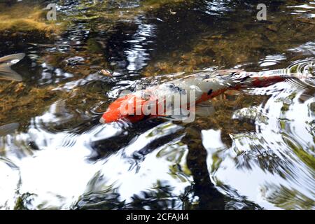 bianco e arancio koi carpa pesce nuoto in stagno no persone riflessi acqua Foto Stock