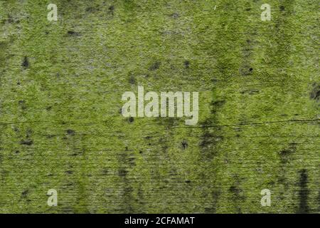 tavola di legno rivestita con motivo di muschio verde Foto Stock