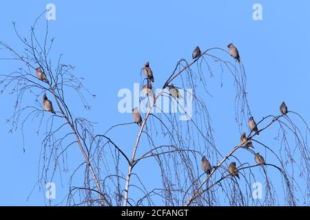 Migrazione delle ali di cera boema (Bombycilla garrulus) waxwing gregge arroccato in albero in inverno contro cielo blu Foto Stock