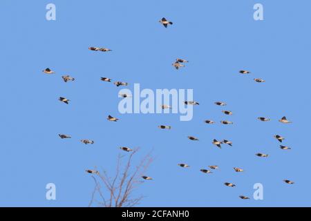Migrazione delle ali di cera boema (Bombycilla garrulus) waxwing gregge in volo contro il cielo blu Foto Stock