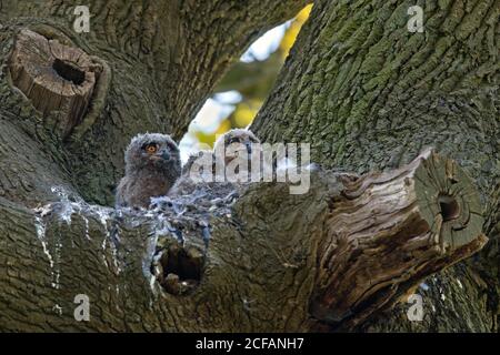 Aquila-gufo eurasiatico / aquila-gufo europeo (Bubo bubo) tre pulcini all'interno di nido in quercia albero in foresta in molla Foto Stock