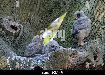 Aquila-gufo eurasiatico / aquila-gufo europeo (Bubo bubo) tre pulcini all'interno di nido in quercia albero in foresta in molla Foto Stock