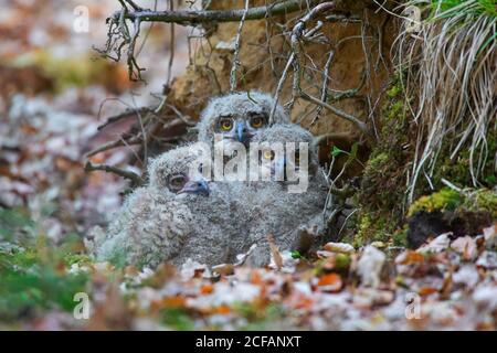 Aquila-gufo eurasiatico / aquila-gufo europeo (Bubo bubo) tre pulcini nel nido sulla terra alla base di albero sradicato nella foresta in primavera Foto Stock