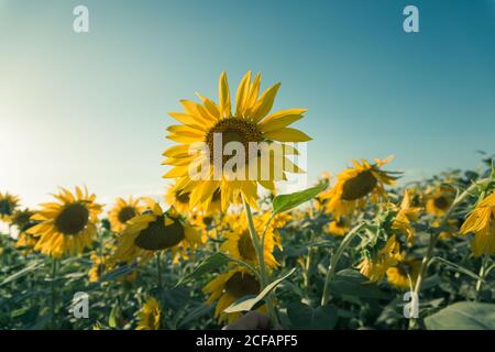 Maestoso scenario di campo con girasoli che fioriscono sotto il cielo blu in estate Foto Stock