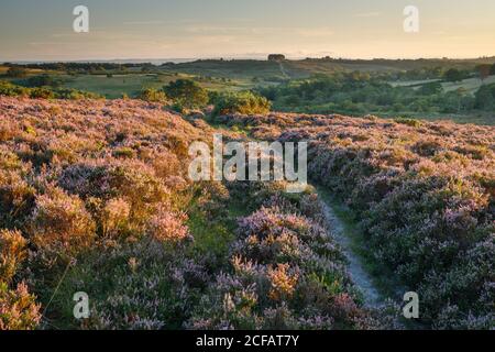 Heather in fiore su Ashdown Forest. Hartfield, East Sussex, Inghilterra Foto Stock