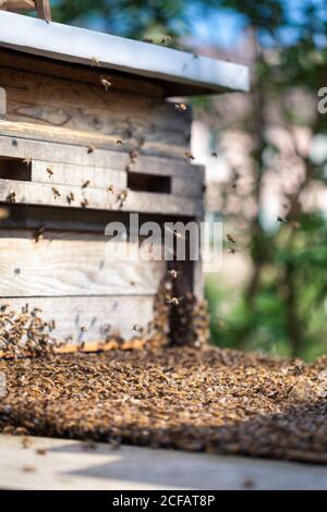 Una colonia di api viene trasferita e si sposta in una nuova scatola delle api con le api che volano intorno Foto Stock