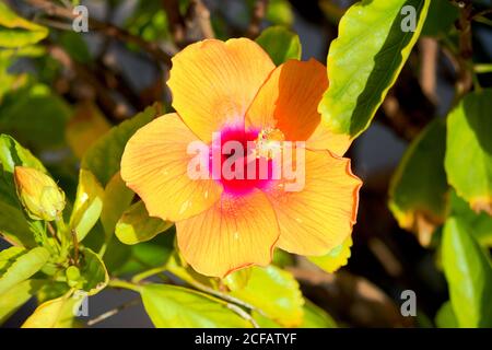 Hibiscus al sole Foto Stock