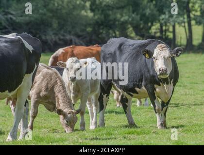 Mucca bianca e nera nel campo guardando la macchina fotografica con curiosità. Per l'industria zootecnica del Regno Unito: Caseificio, carne bovina britannica, agricoltura britannica e agricoltura. Foto Stock