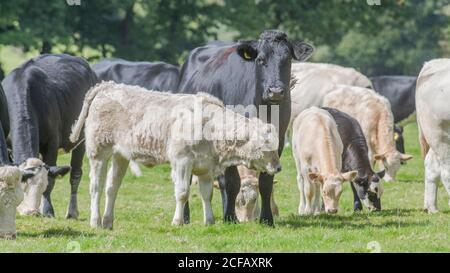 formato 16:9. Mucca nera che guarda la macchina fotografica e circondata da piccoli tori. Per l'allevamento del Regno Unito, la carne bovina britannica, le vacche giovani, i redditi agricoli metafora Foto Stock