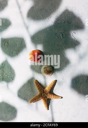 Vista dall'alto delle stelle marine secche e delle piccole conchiglie superficie di intonaco vicino ombra di ramo di albero con foglie su giorno d'estate Foto Stock