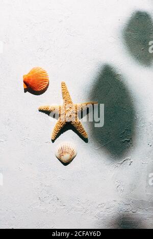 Vista dall'alto delle stelle marine secche e delle piccole conchiglie superficie di intonaco vicino ombra di ramo di albero con foglie su giorno d'estate Foto Stock