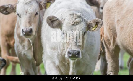 formato 16:9. Curioso e inquietante giovane giovenco che viene a guardare la macchina fotografica, ma in modo guerriero. Per l'allevamento nel Regno Unito, la carne bovina britannica, la giovane vacca, gli animali da fattoria Foto Stock