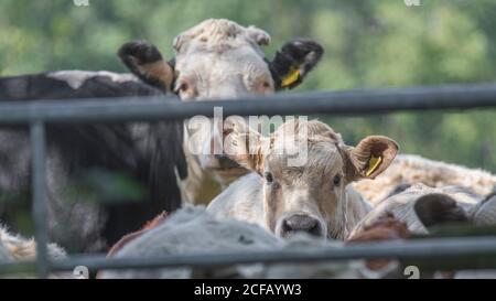 formato 16:9. Baby bull / torello piccolo che torba attraverso il cancello di fattoria di metallo (madre mucca dietro). Per l'industria zootecnica del Regno Unito, la carne bovina britannica, gli animali da fattoria Foto Stock