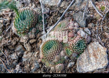 Il cactus siberiano è una pianta succulenta che cresce selvaggia in Siberia, sulle colline di montagna e di steppa. Foto Stock
