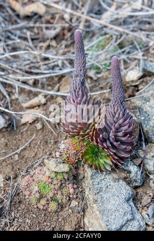 Il cactus siberiano è una pianta succulenta che cresce selvaggia in Siberia, sulle colline di montagna e di steppa. Foto Stock
