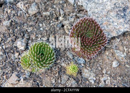 Il cactus siberiano è una pianta succulenta che cresce selvaggia in Siberia, sulle colline di montagna e di steppa. Foto Stock