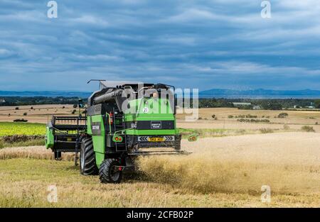 Deustz Fahr Combine Harvesting un campo di grano di orzo in estate con cielo scuro tempestoso, East Lothian, Scozia, Regno Unito Foto Stock