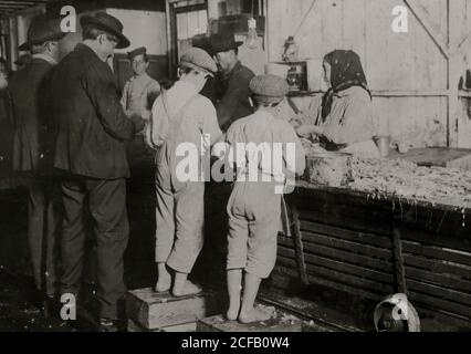 Otto-anno-vecchio Max, uno dei giovani raccoglitrici di gamberetti in Dunbar, Lopez, Dukate Company. Solo una piccola forza era lavorando quel giorno Foto Stock