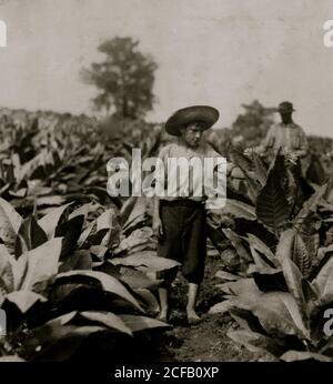 Topping di tabacco. Roland Lowe, 13 anni in campo con due fratelli. Foto Stock