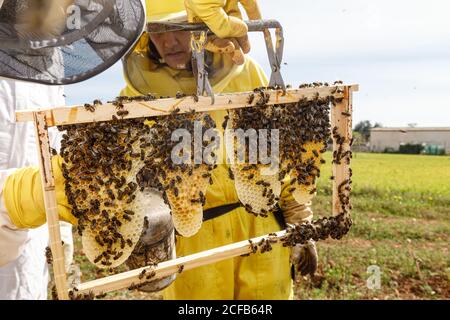 Apicoltori professionisti con fumatore che controlla il nido d'ape con le api durante il lavoro in apiary nel giorno d'estate Foto Stock