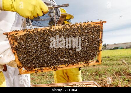 Coltivare apicoltori professionisti irriconoscibili con fumatore che controlla nido d'ape con le api durante il lavoro in apiary in estate giorno Foto Stock