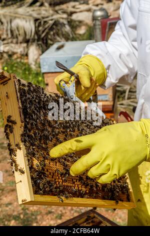 Coltivare apicoltori professionisti irriconoscibili con fumatore che controlla nido d'ape con le api durante il lavoro in apiary in estate giorno Foto Stock