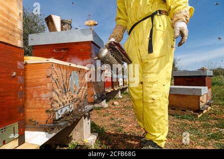 Apicoltori non riconoscibili tagliati in costume protettivo e maschera utilizzando fumatore durante l'ispezione del nido d'ape in apiary Foto Stock