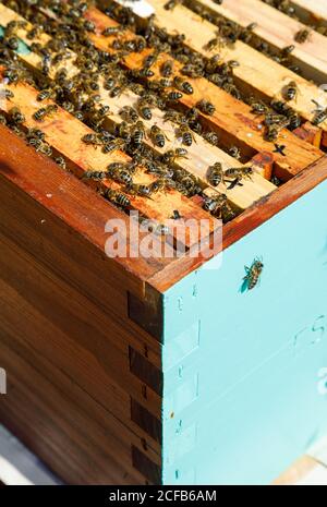 Struttura a nido d'ape all'interno di una scatola di legno ricoperta di api durante il miele raccolta in apiary Foto Stock