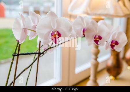 orchidea tenera rosa chiaro sul davanzale Foto Stock