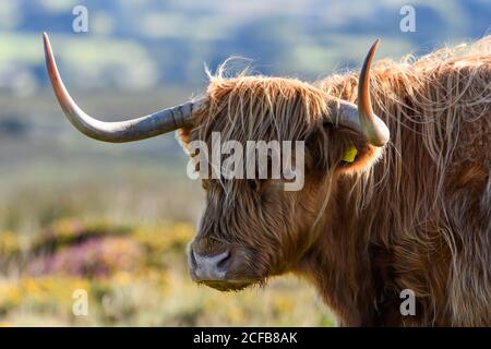 Bovini singoli delle Highland nel Parco Nazionale di Dartmoor Foto Stock