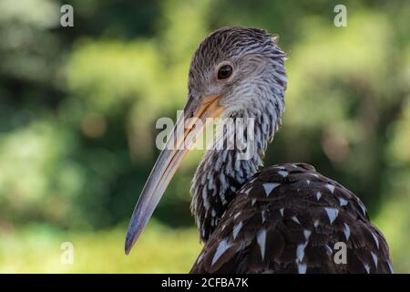 Un limpkin si siede sul Sink di Alachua, pazientemente in attesa per il pranzo. Foto Stock