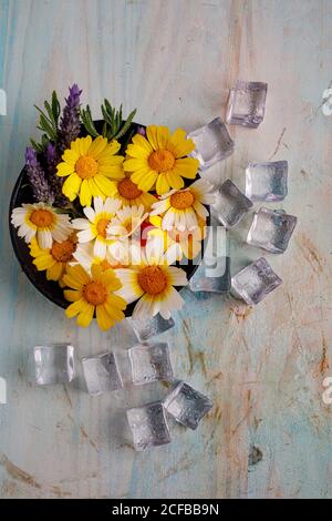 Vista dall'alto composizione di un mazzo di margherite colorate e lavanda fiori in pentola disposti vicino cubetti di ghiaccio sulla superficie shabby Foto Stock