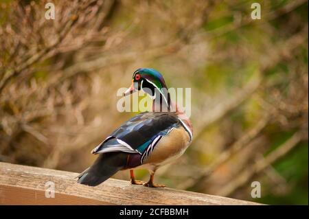 primo piano di un'anatra di legno maschio in piedi su un ringhiera in legno Foto Stock