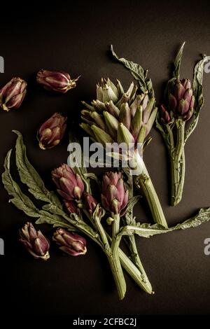 Carciofi freschi e maturi su sfondo nero Foto Stock