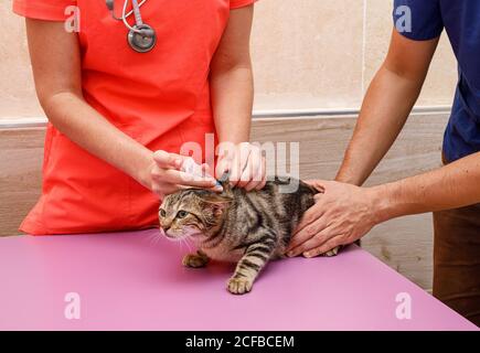 Donna irriconoscibile in uniforme arancione che dà un vaccino deworming con siringa in un gatto sul tavolo in clinica di veterinario Foto Stock