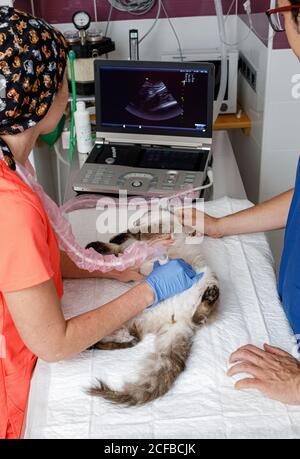 Vista laterale di anonimo raccolto maschio e femmina veterinario medici nelle uniformi che esaminano il gatto con gli ultrasuoni moderni in clinica di veterinario Foto Stock