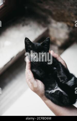 Da sopra mani di persona irriconoscibile che tiene piccolo gattino nero sopra i gradini sulla strada Foto Stock