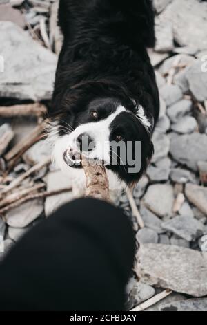 Da sopra mano che gioca con adulto bel cane felice furry con bastone di legno su strada di pietra in natura Foto Stock