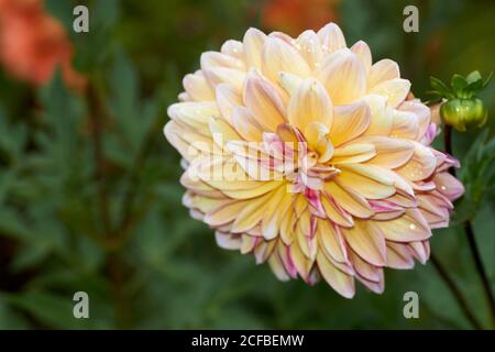 Dahlia fiore chiamato Dahlia Sylvia, cresciuto in un giardino Foto Stock